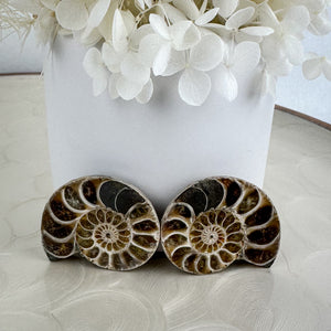 Beautiful Ammonite Fossil Pair - 37g, Ancient Marine Treasure