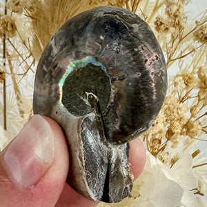 Elegant Ammonite Fossil Pair - 40g, Natural Spiral Wonders