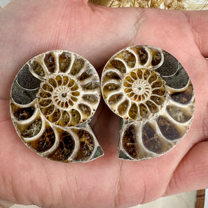 Beautiful Ammonite Fossil Pair - 37g, Ancient Marine Treasure