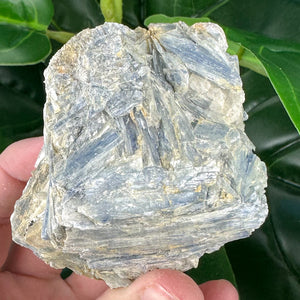 Blue Kyanite Mineral Specimen | Alignment, Calm & Intuition