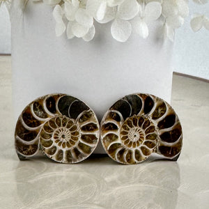 Beautiful Ammonite Fossil Pair - 37g, Ancient Marine Treasure