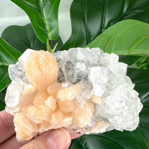 Apophyllite Cluster No.3 – Rainbow Light & Peaceful Vibes (210g)