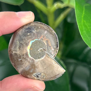 Ammonite Fossil Pair | Natural Spiral | Collector Display Crystal (40g)