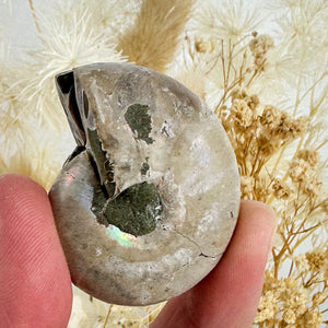 Beautiful Ammonite Fossil Pair - 37g, Ancient Marine Treasure