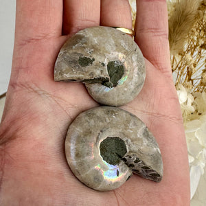 Beautiful Ammonite Fossil Pair - 37g, Ancient Marine Treasure