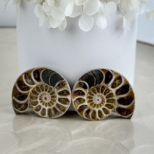 Beautiful Ammonite Fossil Pair - 37g, Ancient Marine Treasure