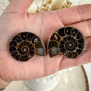 Elegant Ammonite Fossil Pair - 40g, Natural Spiral Wonders