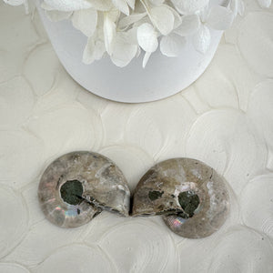 Beautiful Ammonite Fossil Pair - 37g, Ancient Marine Treasure