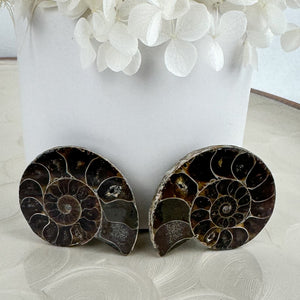 Elegant Ammonite Fossil Pair - 40g, Natural Spiral Wonders