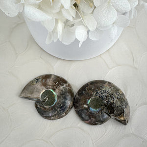 Elegant Ammonite Fossil Pair - 40g, Natural Spiral Wonders