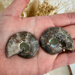 Elegant Ammonite Fossil Pair - 40g, Natural Spiral Wonders