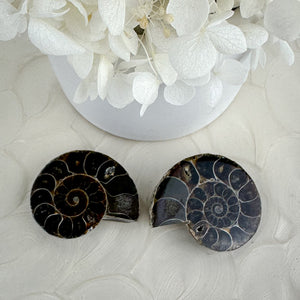 Elegant Ammonite Fossil Pair - 40g, Natural Spiral Wonders