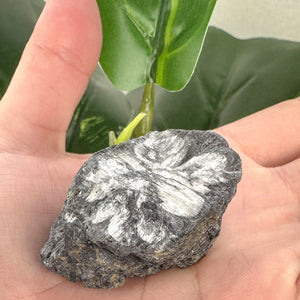 Chiastolite Rough Crystal | Protection, Grounding & Spiritual Strength