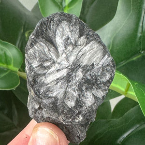 Chiastolite Rough Crystal | Protection, Grounding & Spiritual Strength