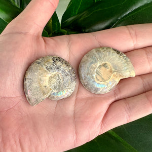 Stunning Ammonite Fossil Pair - 23g, Ancient Sea Beauty