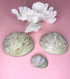 Abalone Shell | Choose Your Size | Energy Cleansing & Smudging Tool