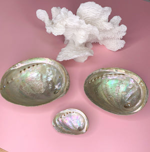 Abalone Shell | Choose Your Size | Energy Cleansing & Smudging Tool