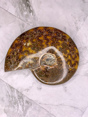 Ancient Treasures: Natural Ammonite Fossil