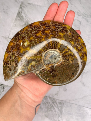 Ancient Treasures: Natural Ammonite Fossil