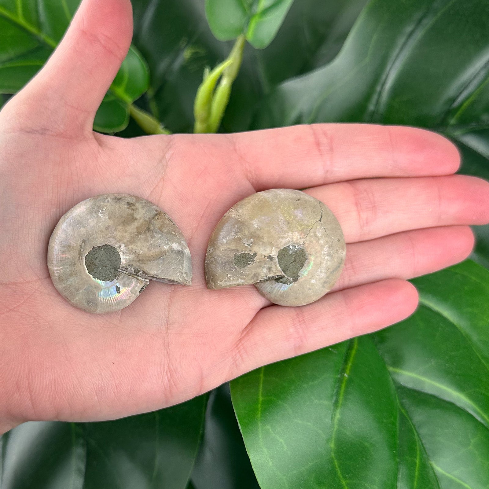 Ammonite Fossil Pair | Natural Spiral | Ancient Marine Energy (37g)