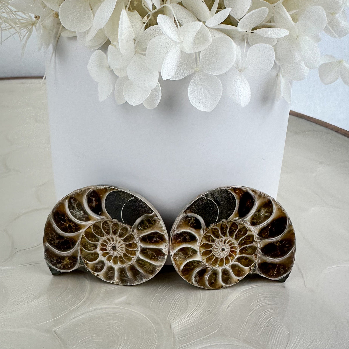 Beautiful Ammonite Fossil Pair - 37g, Ancient Marine Treasure