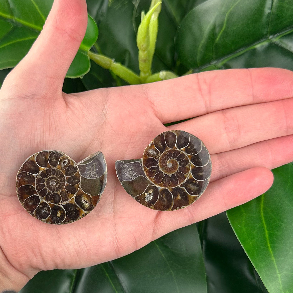 Ammonite Fossil Pair | Natural Spiral | Collector Display Crystal (40g)