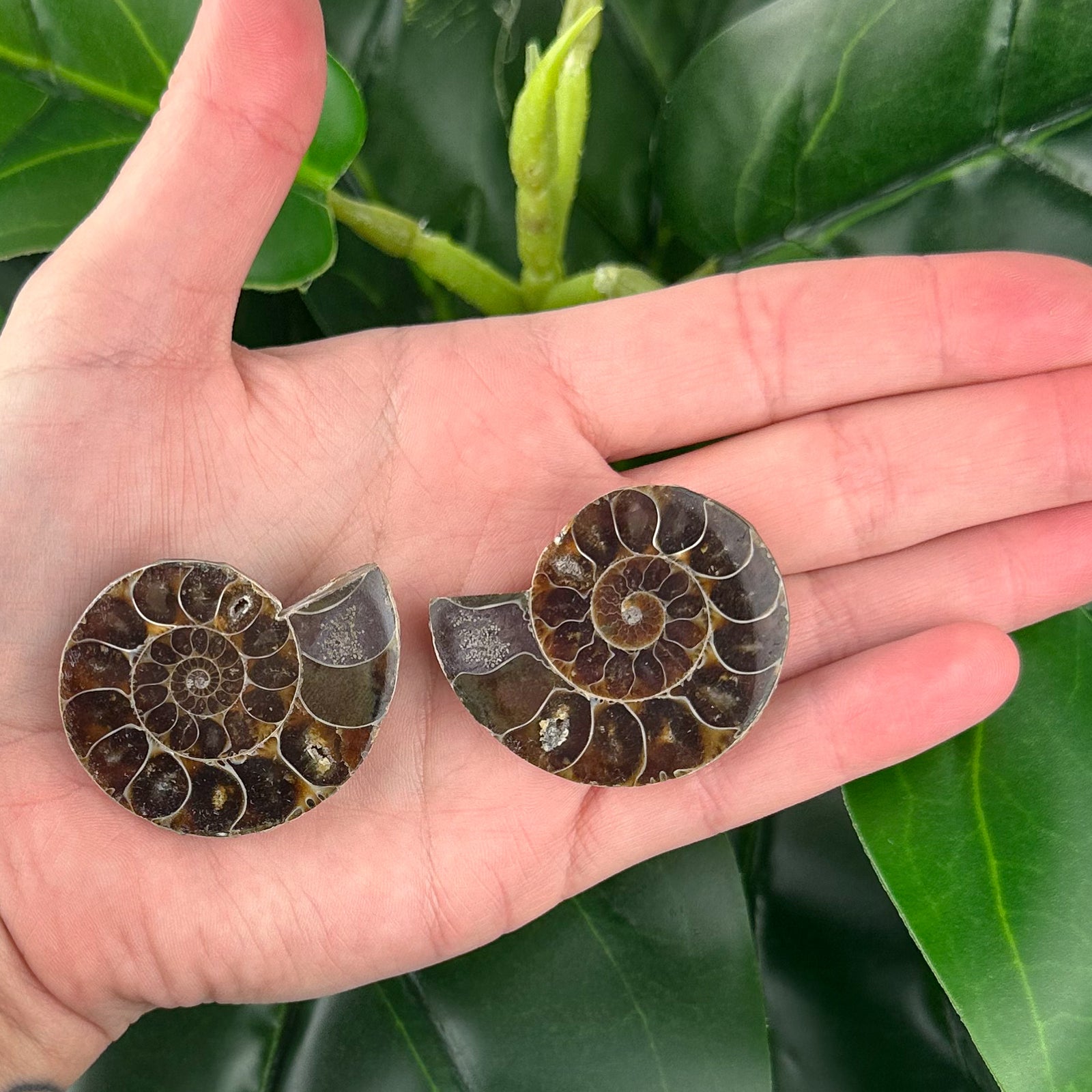 Ammonite Fossil Pair | Natural Spiral | Collector Display Crystal (40g)