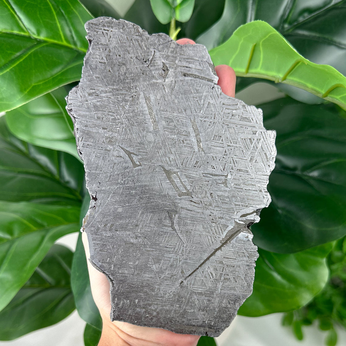 Muonionalusta Meteorite Slice 482g | Iron Meteorite Specimen