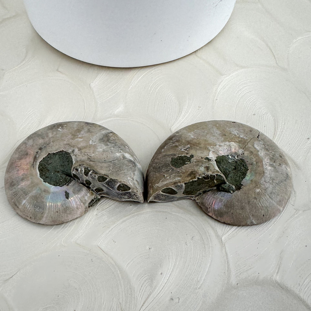 Beautiful Ammonite Fossil Pair - 37g, Ancient Marine Treasure