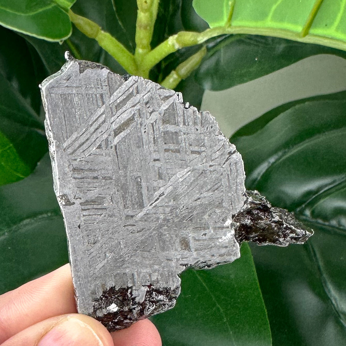 Muonionalusta Meteorite Slice 51g | Space Stone Specimen