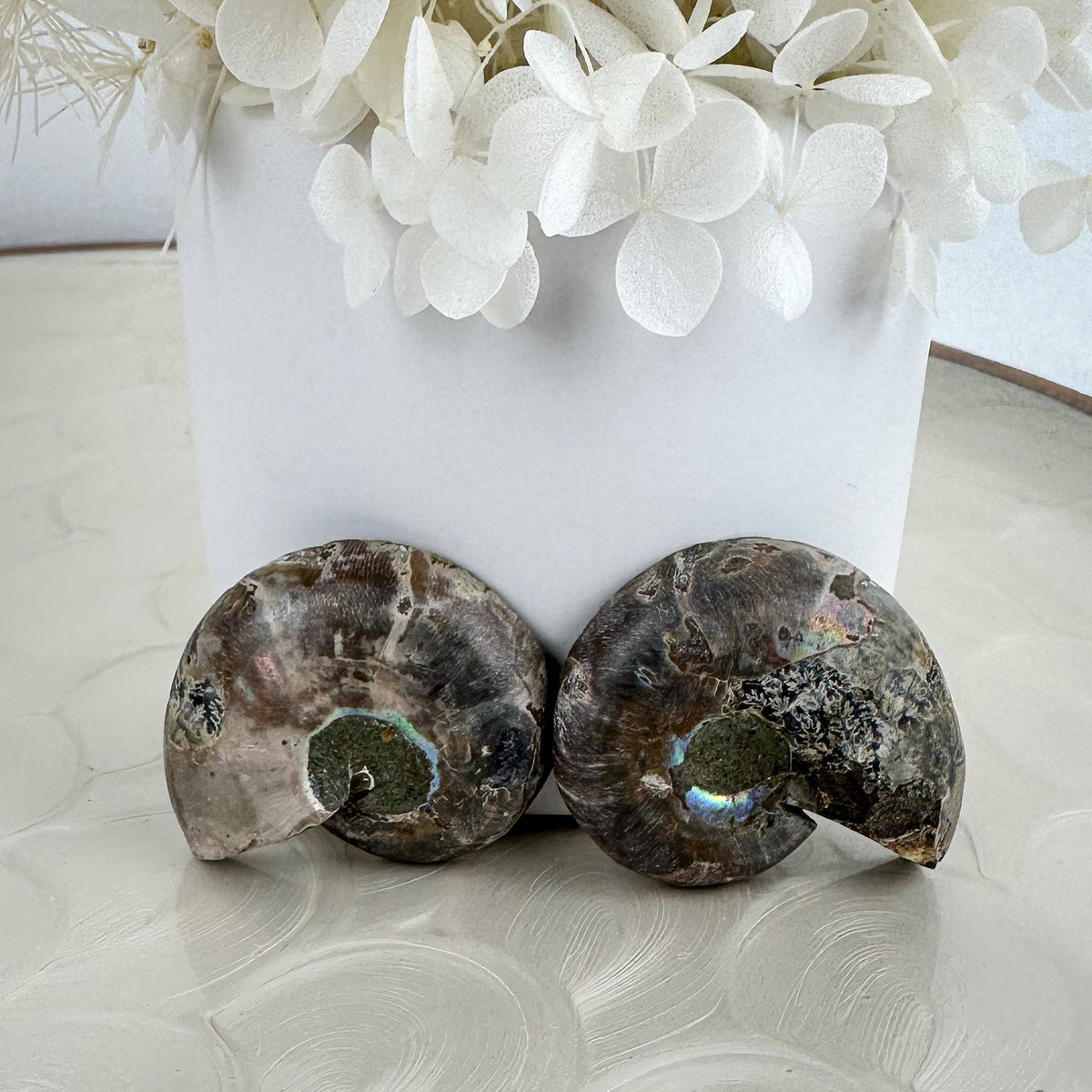 Elegant Ammonite Fossil Pair - 40g, Natural Spiral Wonders