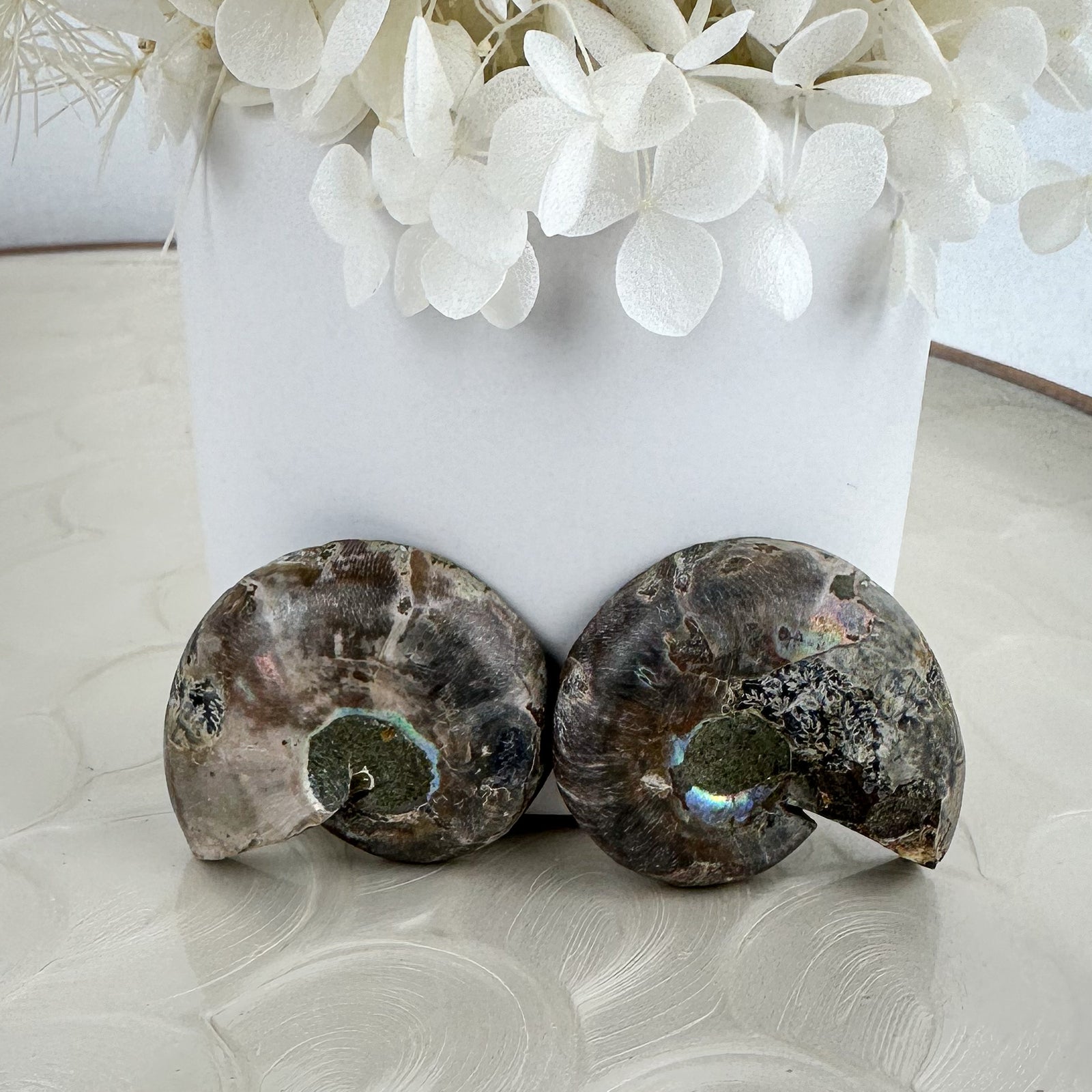 Elegant Ammonite Fossil Pair - 40g, Natural Spiral Wonders