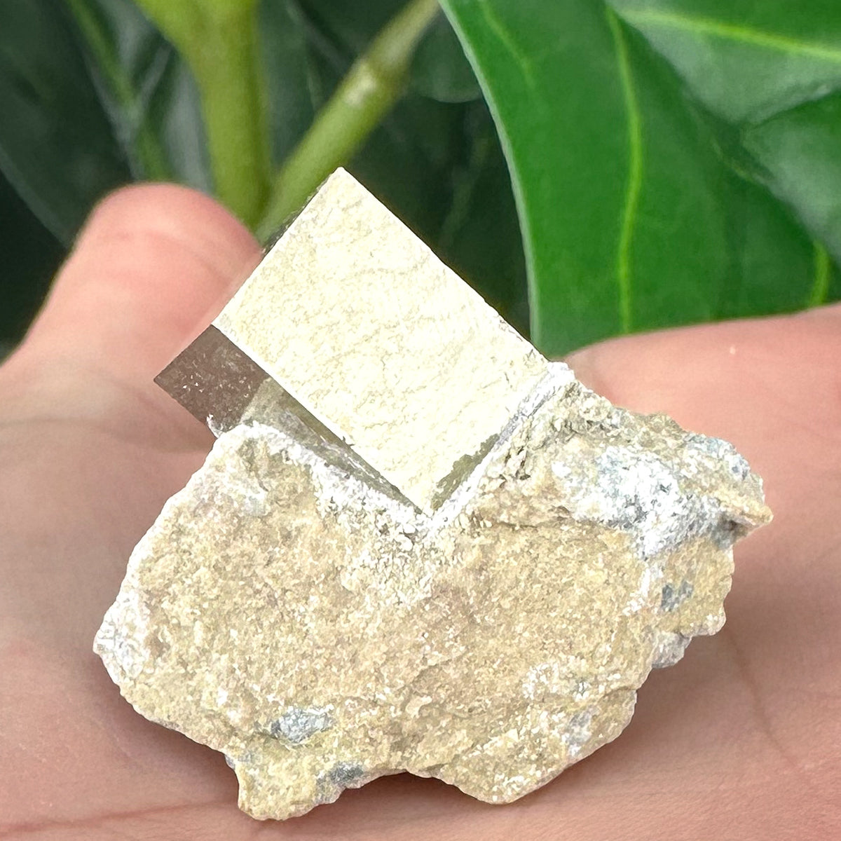 Pyrite in Marlstone Crystal Specimen | Abundance & Success
