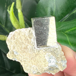 Pyrite in Marlstone Crystal Specimen | Abundance & Success