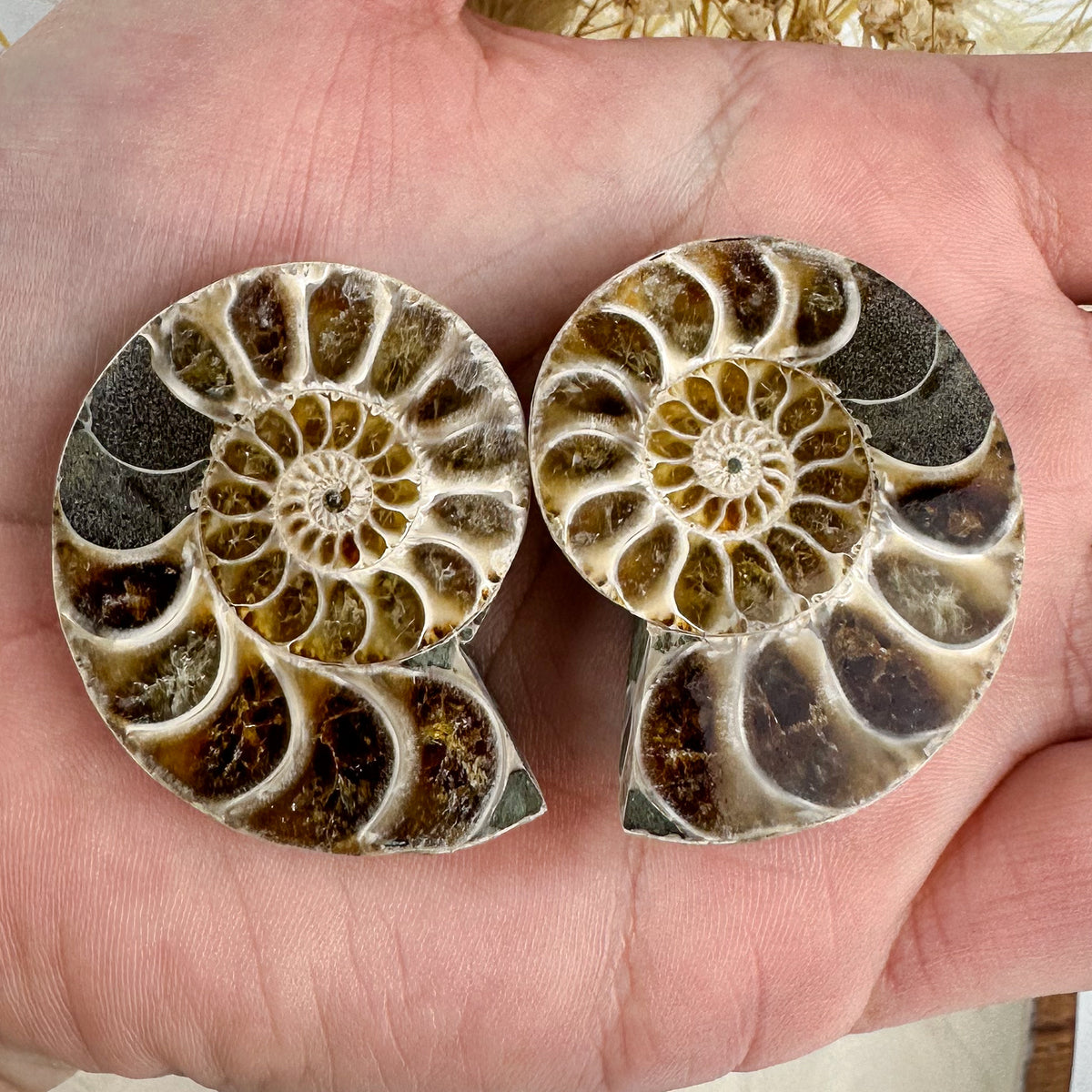 Beautiful Ammonite Fossil Pair - 37g, Ancient Marine Treasure