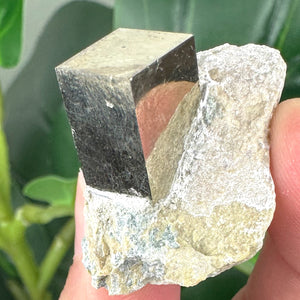 Pyrite in Marlstone Crystal Specimen | Abundance & Success