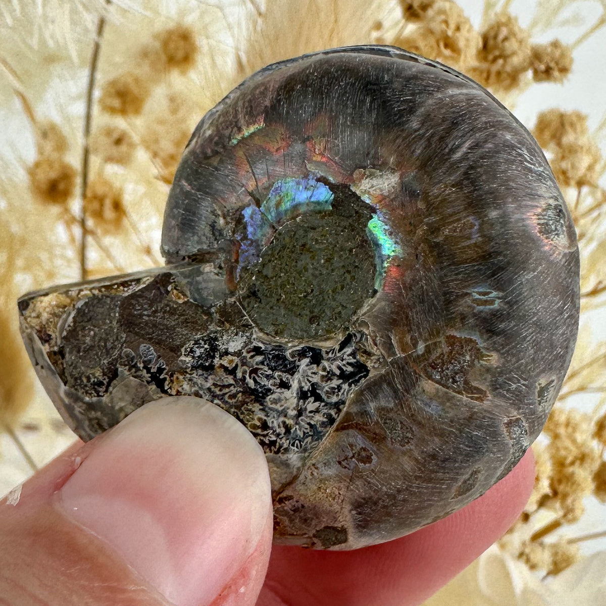 Elegant Ammonite Fossil Pair - 40g, Natural Spiral Wonders