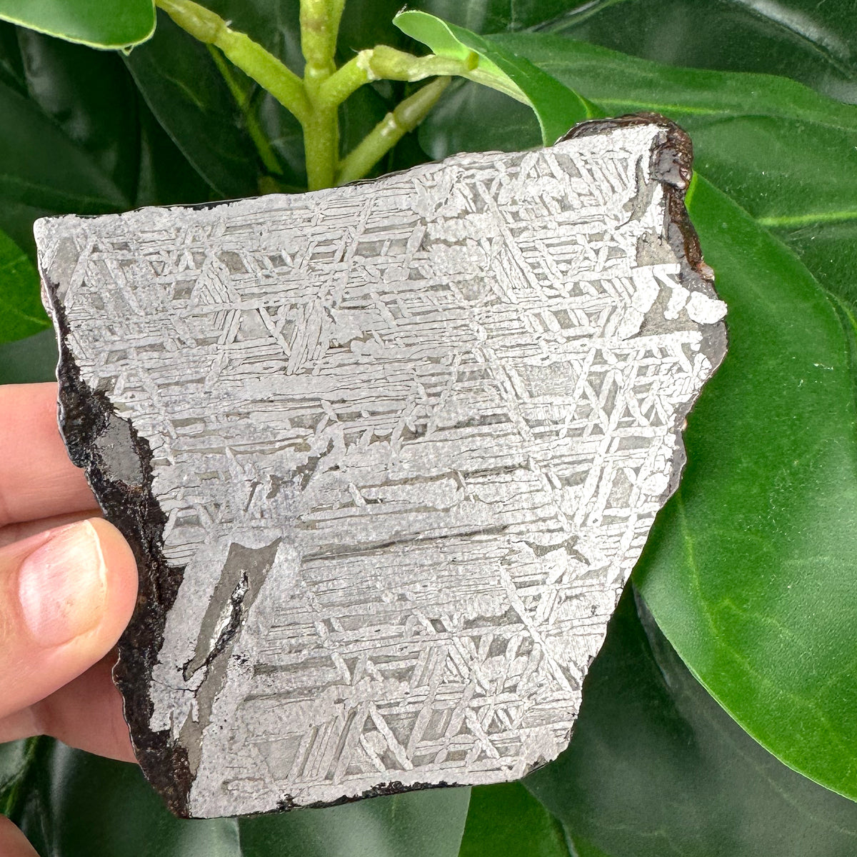 Muonionalusta Meteorite Slice 162g | Iron Meteorite Crystal