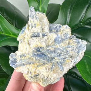 Raw Blue Kyanite Matrix Crystal | Calm & Communication