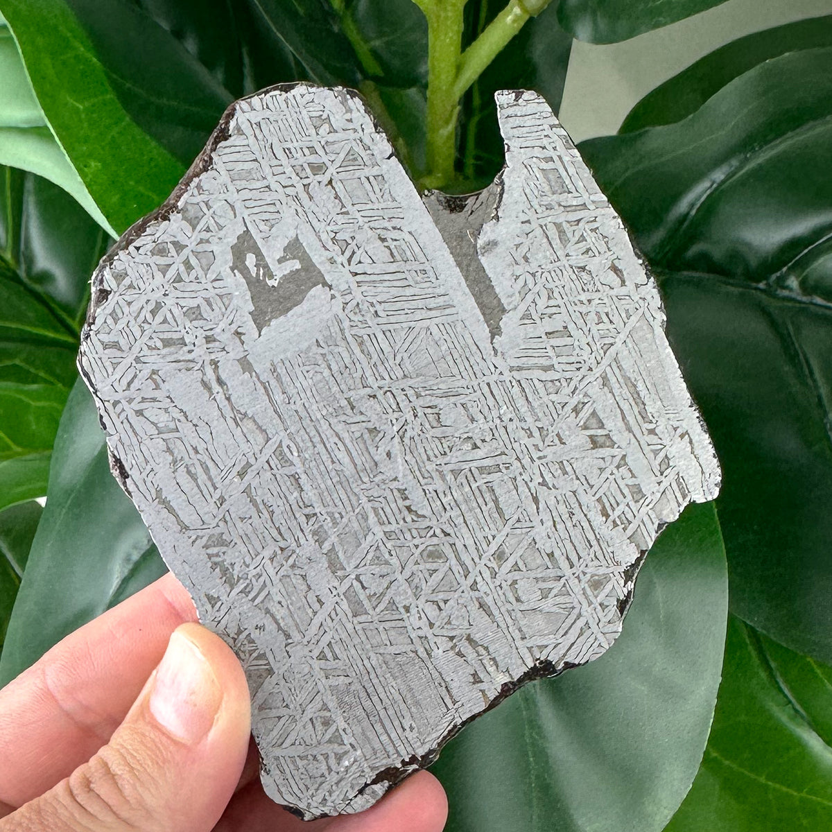 Muonionalusta Meteorite Slice 183g | Authentic Space Stone