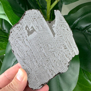 Muonionalusta Meteorite Slice 183g | Authentic Space Stone