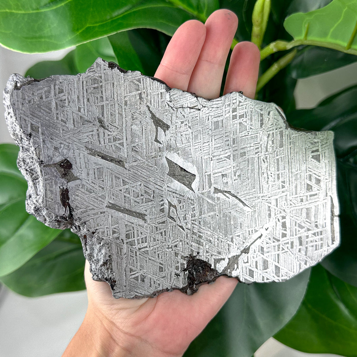 Muonionalusta Meteorite Slice 482g | Iron Meteorite Specimen