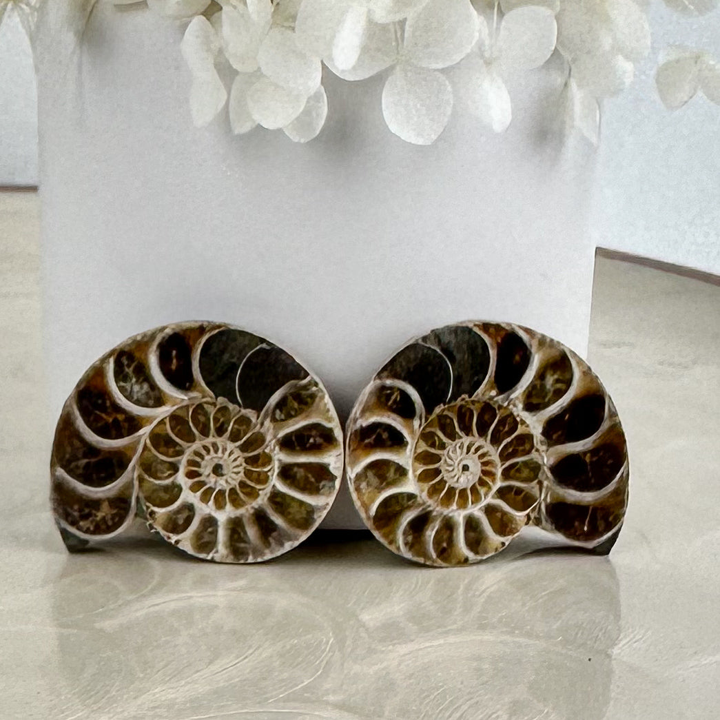 Beautiful Ammonite Fossil Pair - 37g, Ancient Marine Treasure