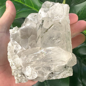 Large Epidote in Quartz Statement Piece | Growth & Manifestation