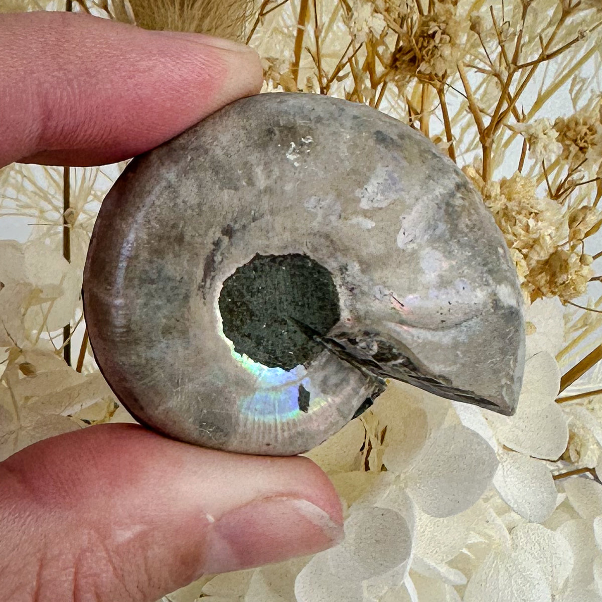 Beautiful Ammonite Fossil Pair - 37g, Ancient Marine Treasure