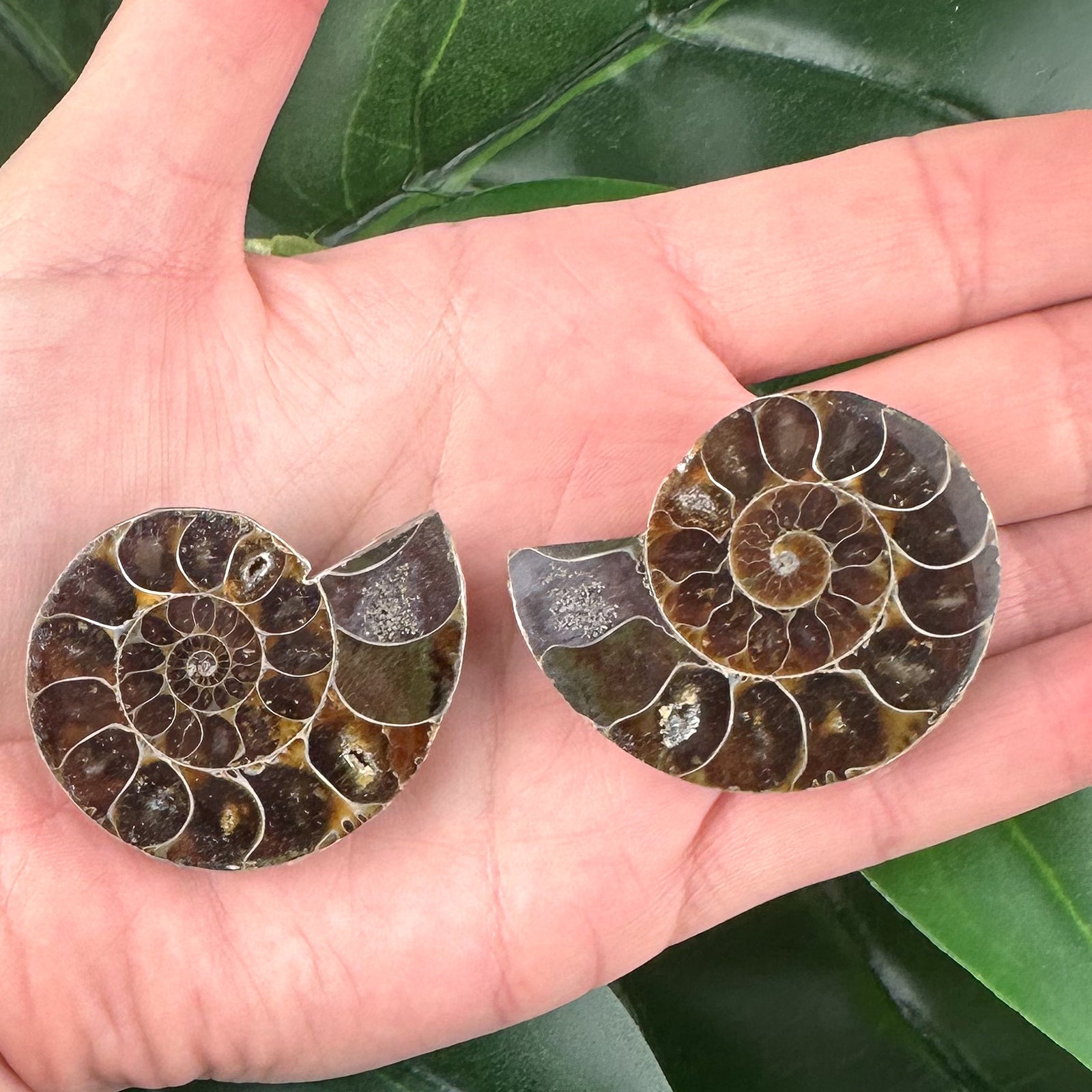Ammonite Fossil Pair | Natural Spiral | Collector Display Crystal (40g)