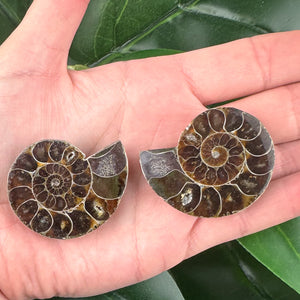 Ammonite Fossil Pair | Natural Spiral | Collector Display Crystal (40g)