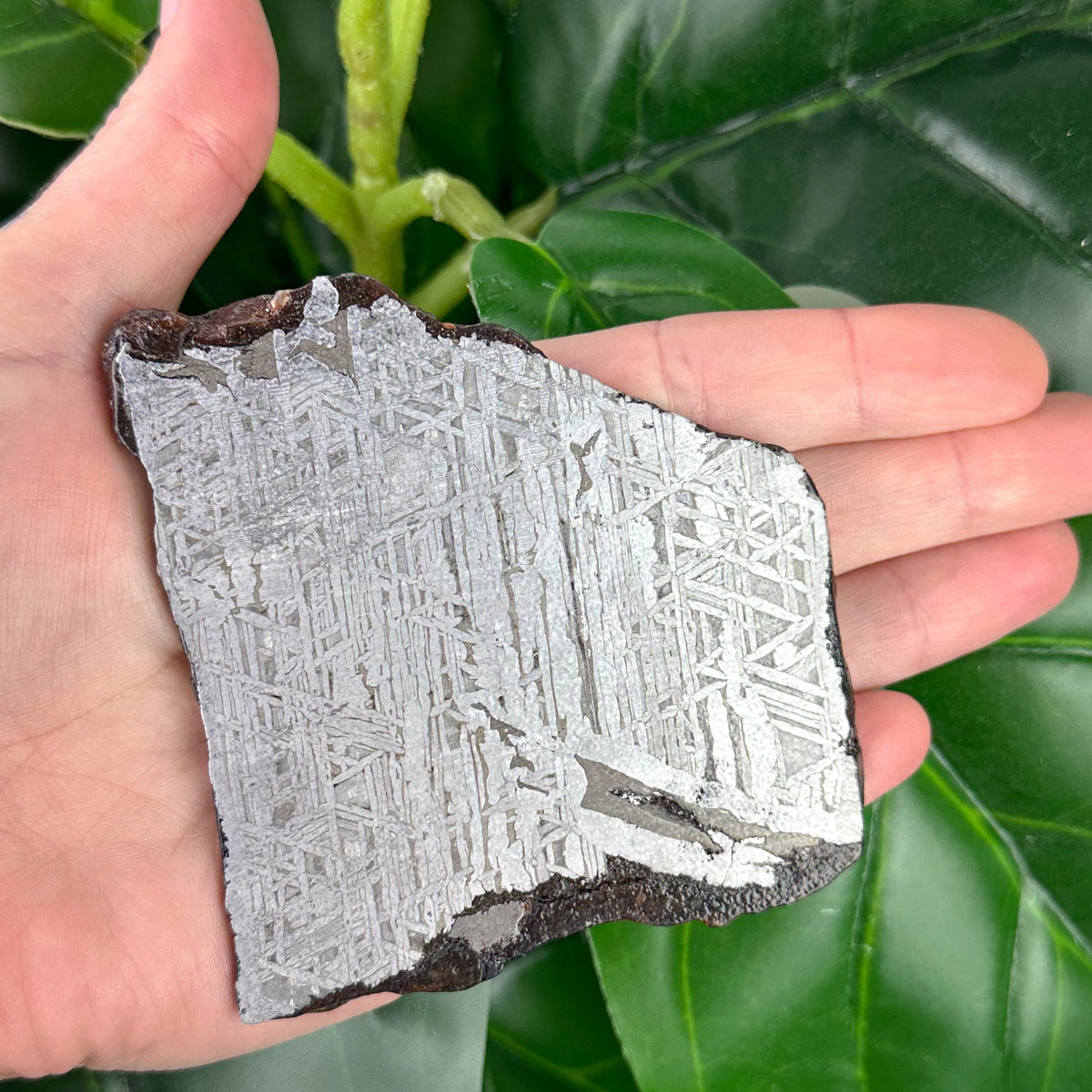 Muonionalusta Meteorite Slice 162g | Iron Meteorite Crystal