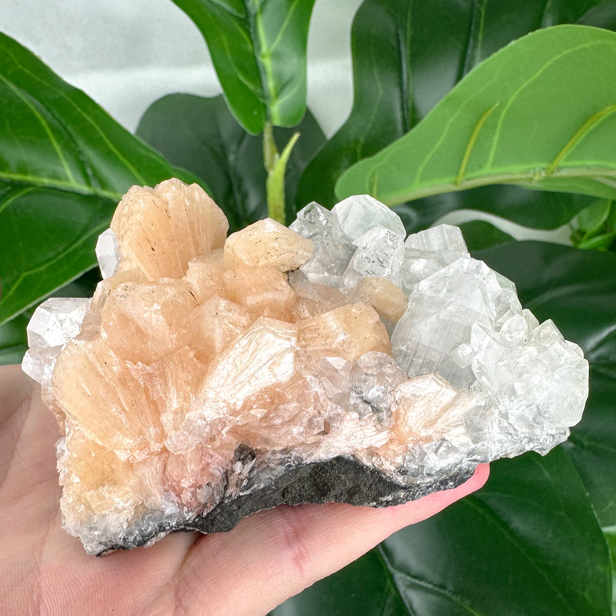 Apophyllite Cluster No.3 – Rainbow Light & Peaceful Vibes (210g)