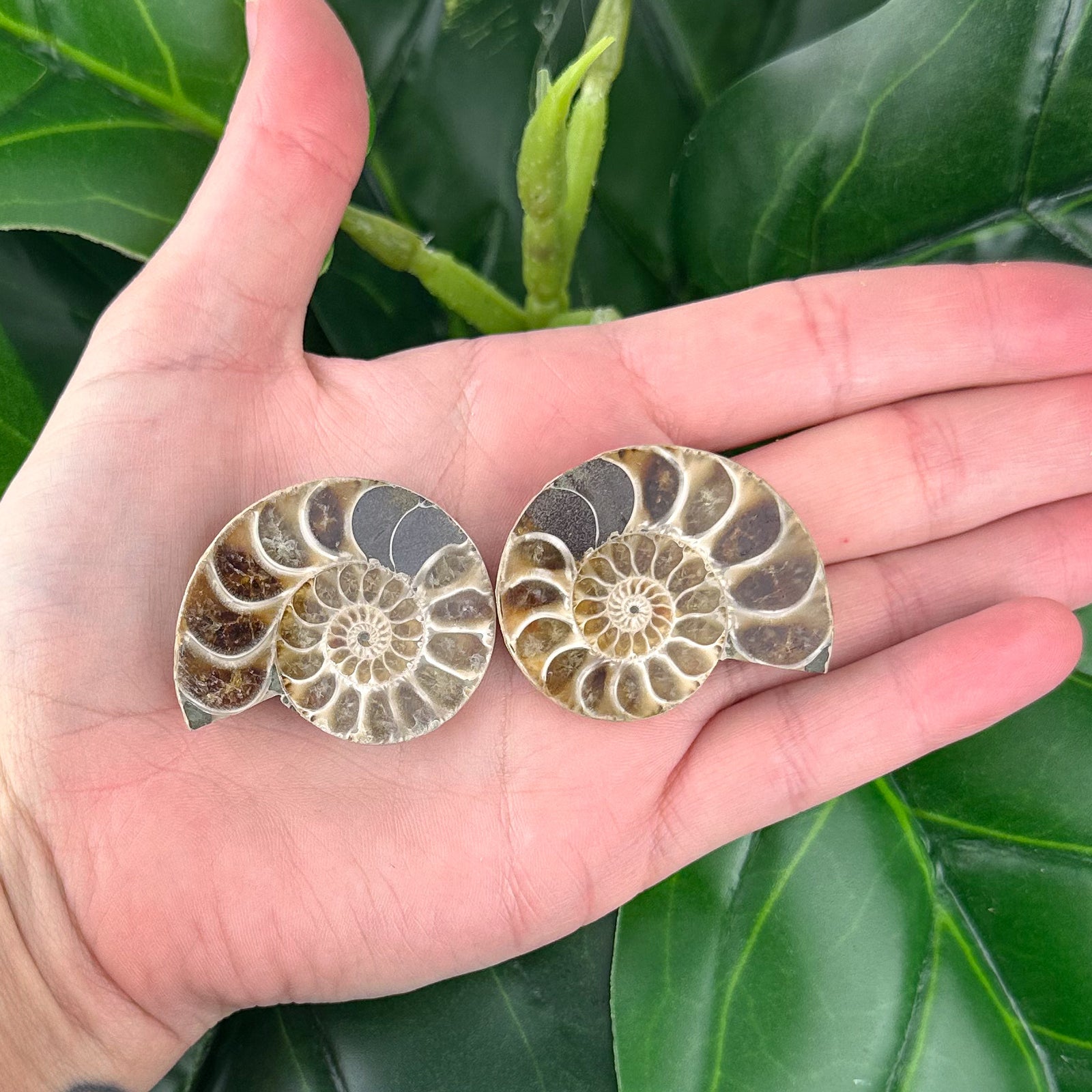 Ammonite Fossil Pair | Natural Spiral | Ancient Marine Energy (37g)